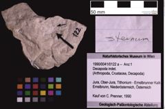 Foto (Objekt + Etiketten) von Decapoda indet. (NHMW-GEO-1990-0041-0122a)